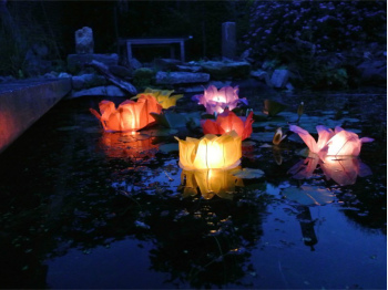 Ninfea luminosi per il laghetto o la piscina