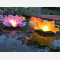 10 big floating paper water lanterns lotus flower shaped, mix of colors, candle included, easy to use, for pond or pool but also nice to put on the dining table o lawn, fold the flower, put the candle inside and let it float